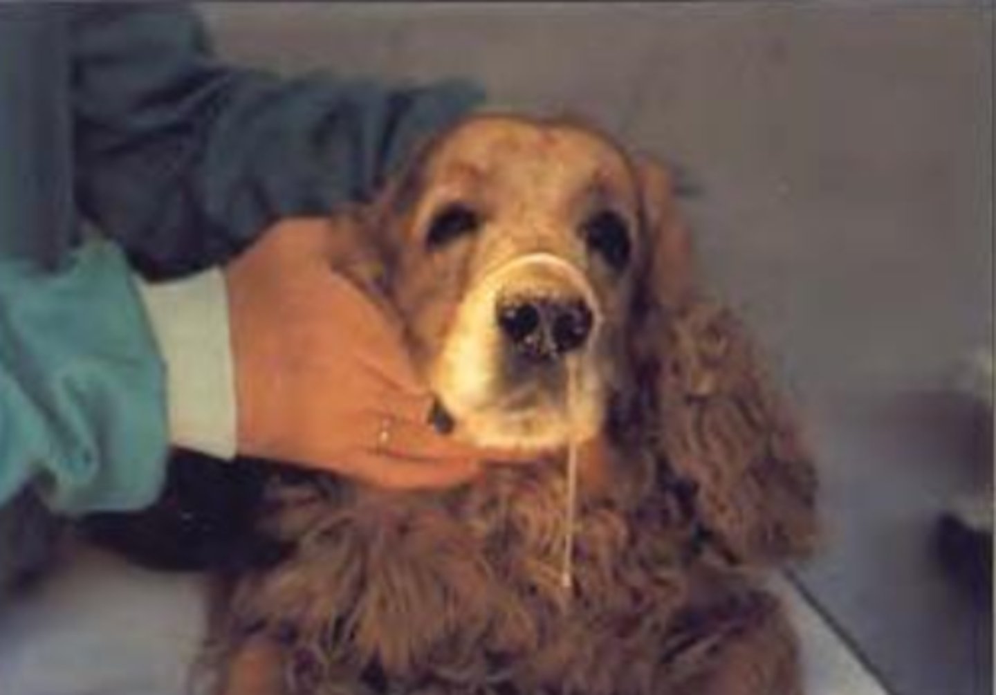 <p>infection by Cryptococcus neoformans. what sample would we appropriate?</p>