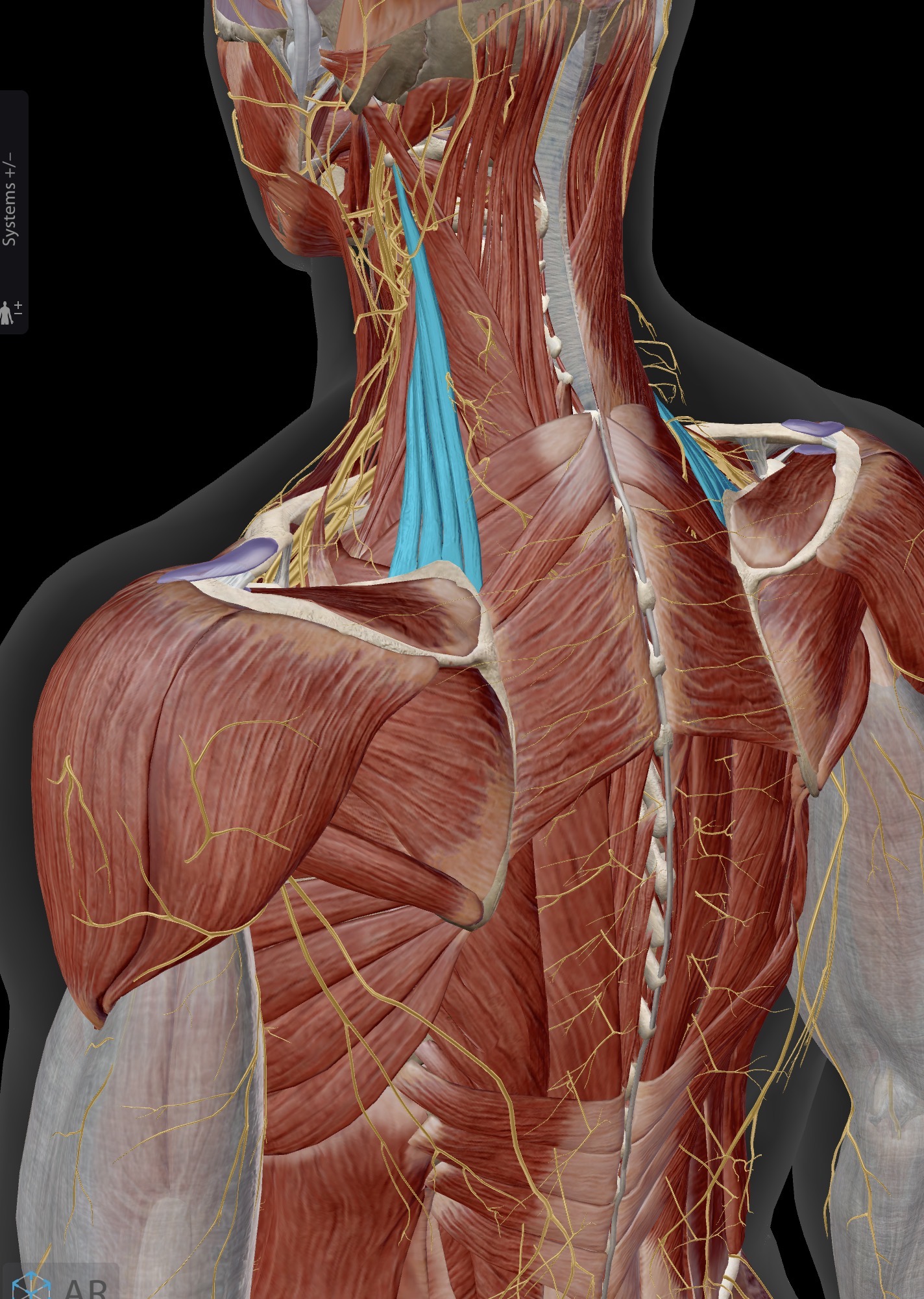 <p>Name the muscle and corresponding letter ( O = origin, I = insertion, A = actions, IN = innervation)</p><p>O</p><p>I</p><p>A</p><p>IN</p>