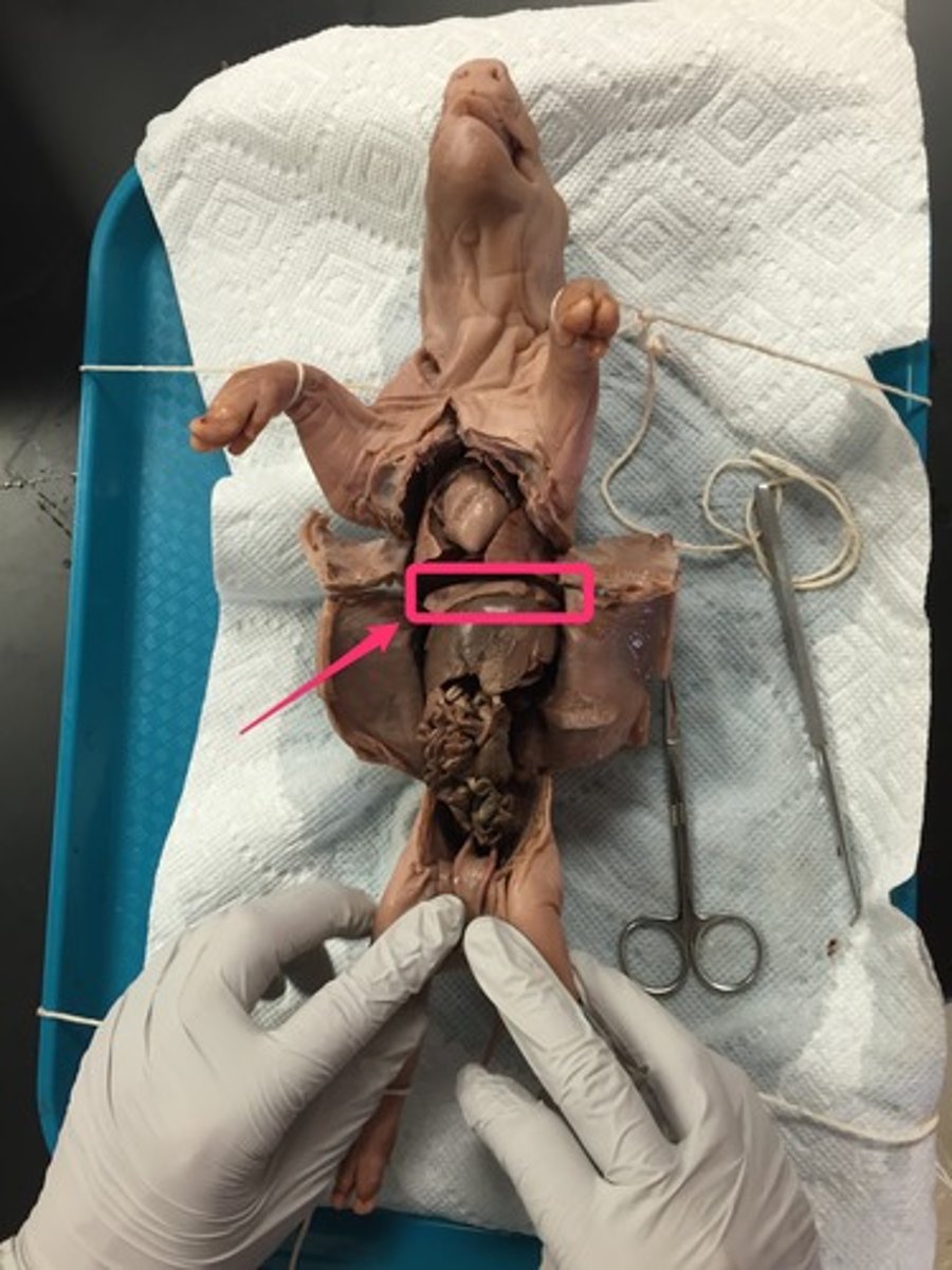 <p>What organ is this and what is its function?</p>