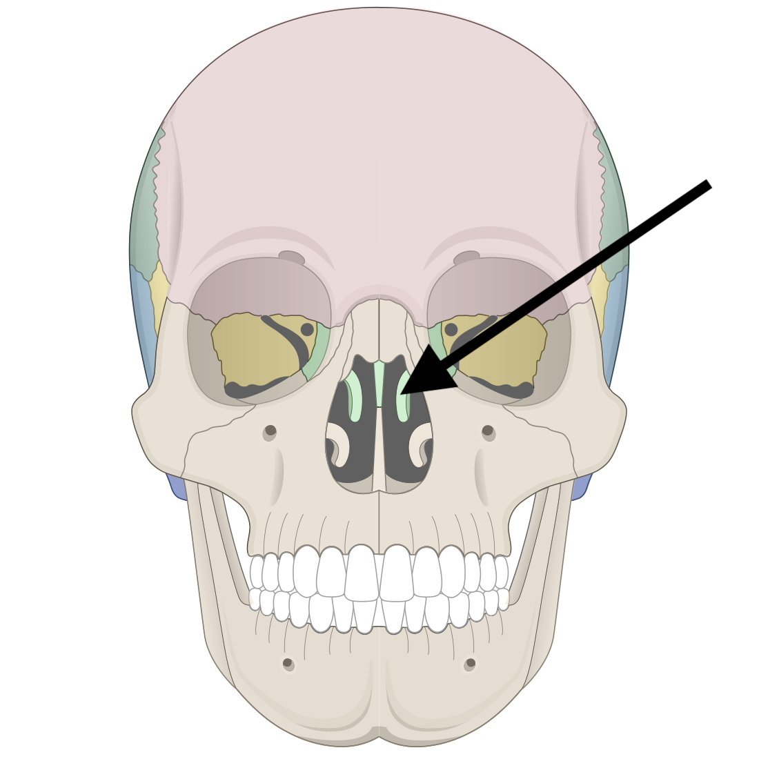 <p>Name the bone</p>