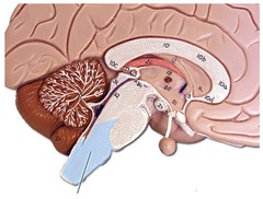 <p>regulate breathing, heart vessels</p>