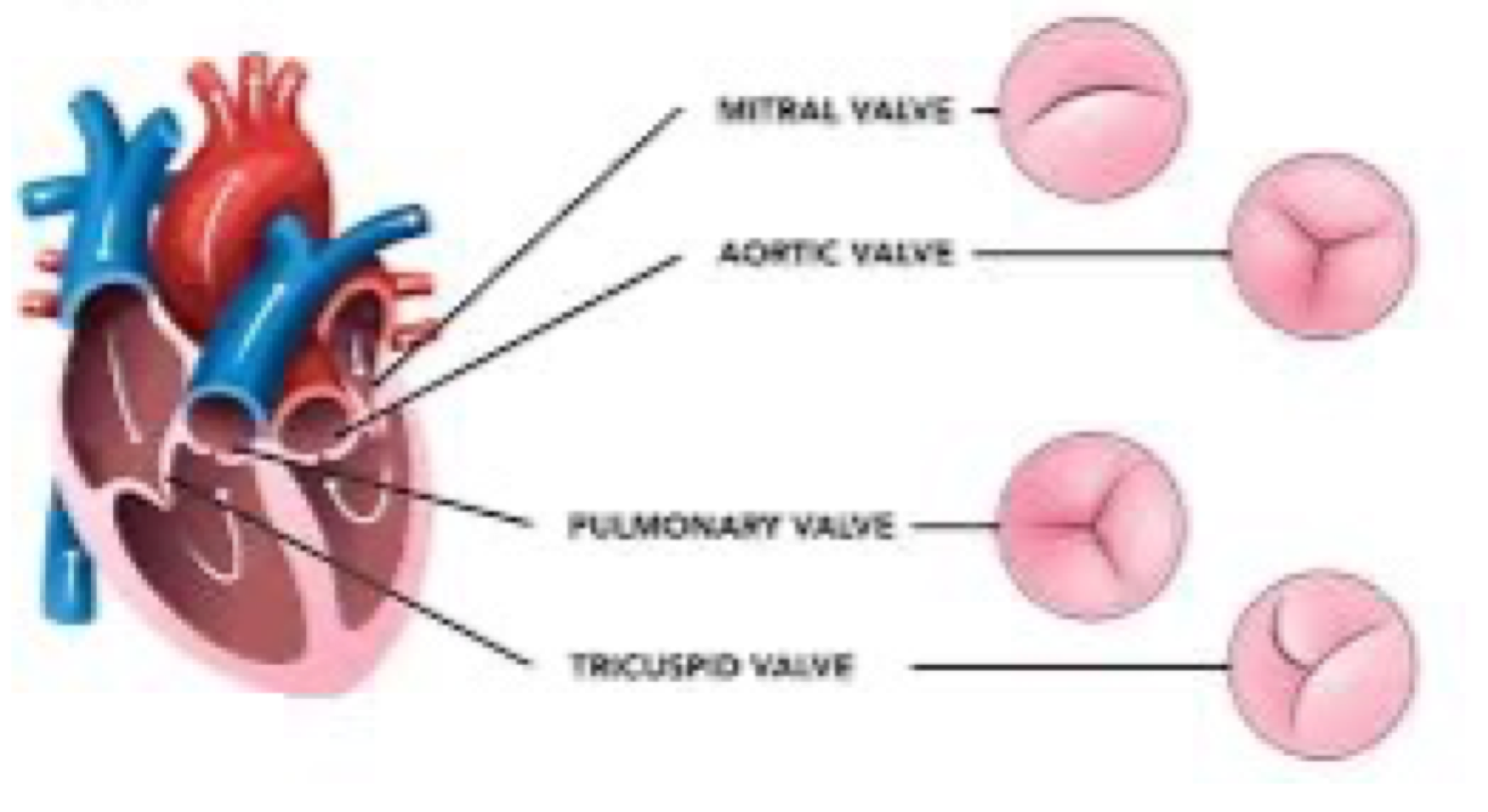 <p><strong><span>A. Sino-atrial node</span></strong></p><p><strong><span>B. Aorta</span></strong></p><p><strong><span>C. pulmonary artery and pulmonary veins.</span></strong></p><p><strong><span>D. capillaries</span></strong></p><p><strong><span>E. Aortic valve-allows blood to flow from left ventricle to aorta, prevents backflow of blood.</span></strong></p><p><strong><span>F. venous system</span></strong></p><p><strong><span>g. SA node, AV node, Bach man bundle, pkunjie fibres,  internal bands</span></strong></p><p></p>