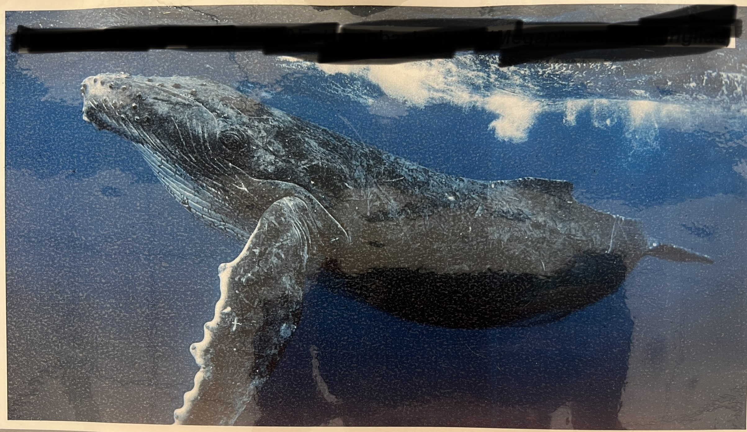 <p>Order, Suborder, Infraorder, Parvorder, Family, Genus, and Species?</p>