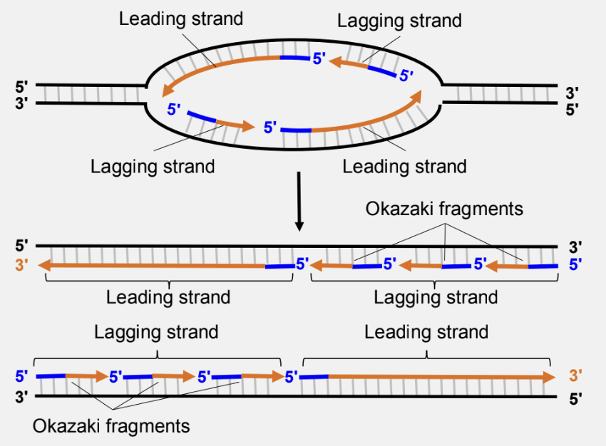 <p>synthesis of one daughter strand occurs continuously in the same direction as the replication fork progresses</p>