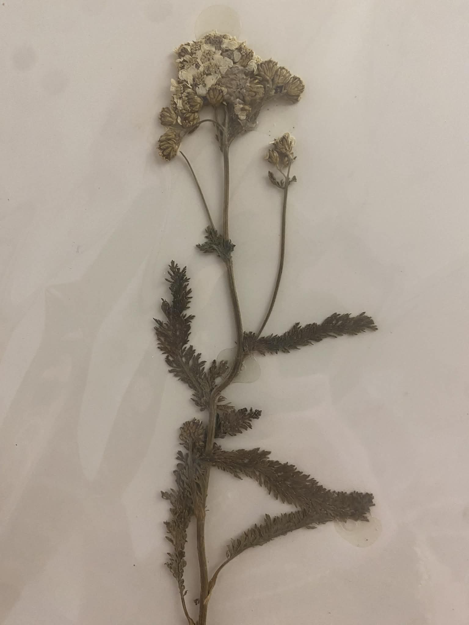 <p>Anthemideae, P, N, Achillea millefolium, western yarrow</p>