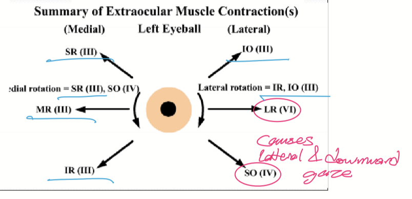 <p>Their eye looks downward and lateral. CN III is damaged, so the IR, SR, MR, and IO don’t work, but CN VI does, so the LR and SO still work. </p>