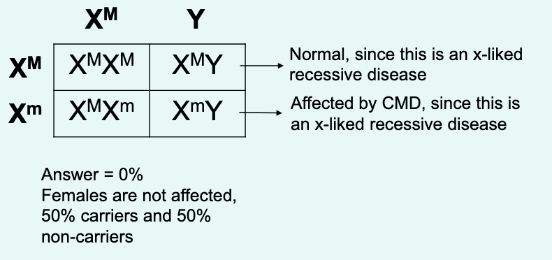 <p>X- linked recessive</p><p></p><p>so if male is normal but female is carrier, how many kids affected?</p><p></p><p>when u revise you need to go over this and rpactice the gene allele prediction tables</p>