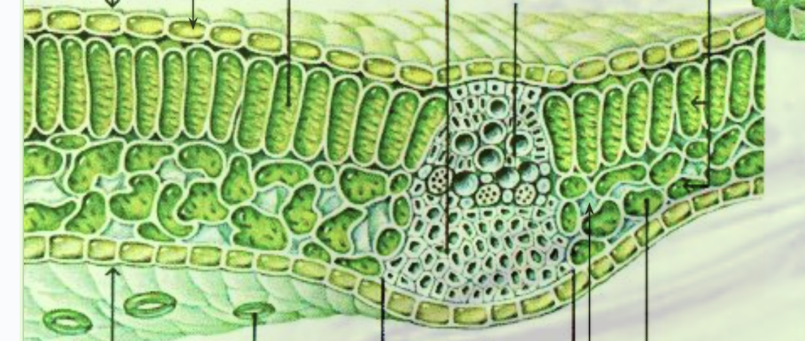 <p>Namnge följande delar och berätta vad de gör</p>