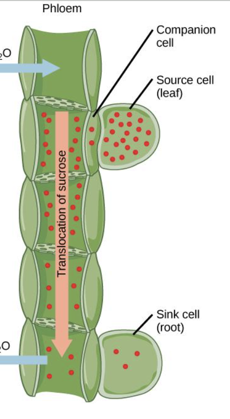 <p><span>the movement of sucrose and amino acids in phloem from sources to sinks</span></p>