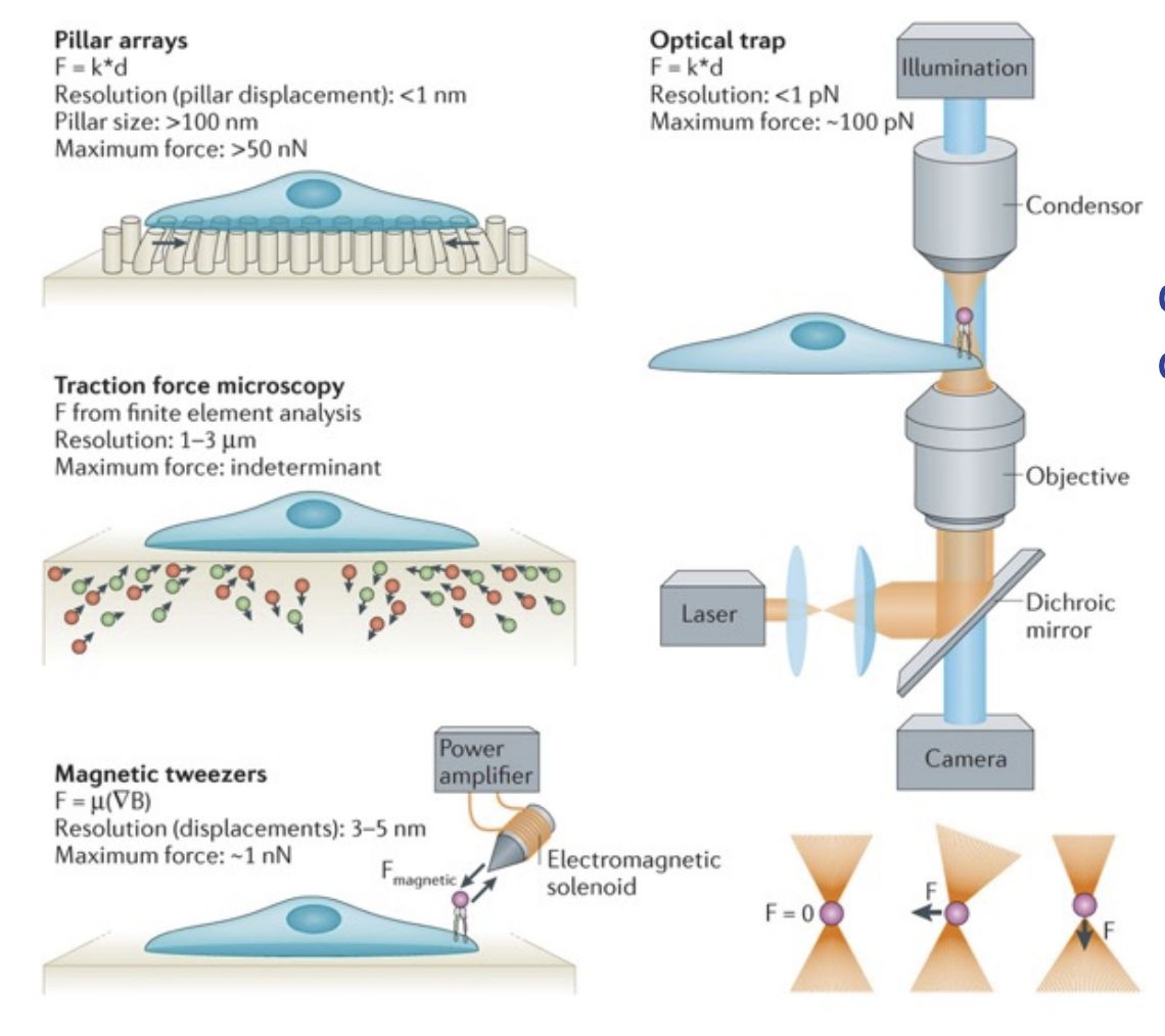 <p>Put cells on array of pillars</p><p>Force = k(spring constant) * displacement</p><p>large displacement of cell = large traction force</p><p>Variable (in spring constant) = stiffness, diameter, length</p>