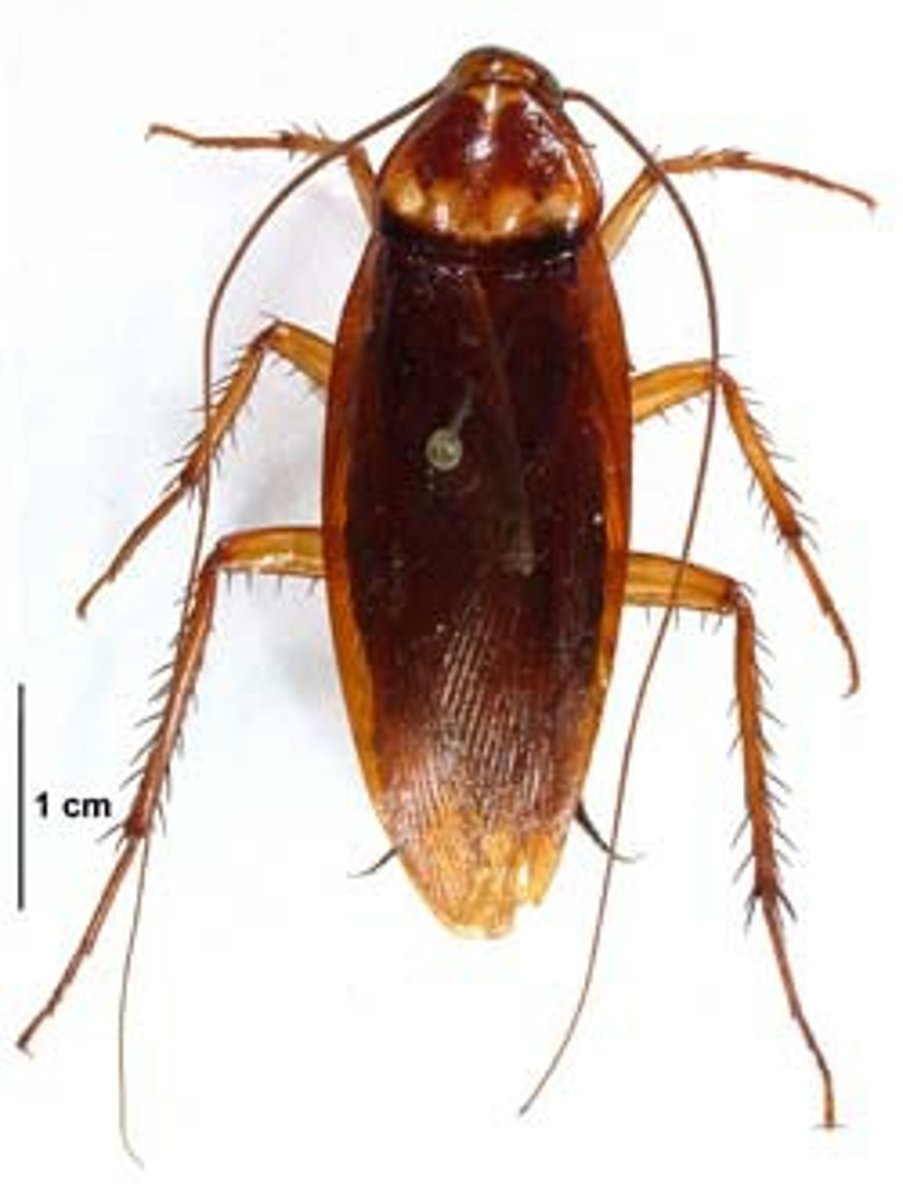 <p>Roaches + Termites</p>