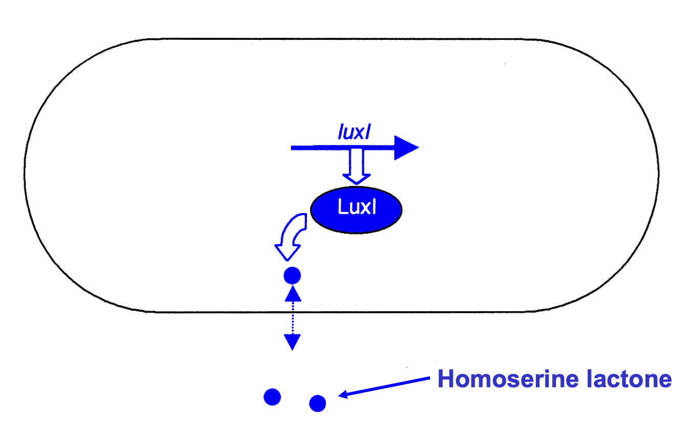 <ol><li><p>OHHL synthesised by Luxl operon</p></li><li><p>freely diffusible across the cell membrane into external growth medium</p></li><li><p>Luxl constitutively expressed during exponential growth</p></li><li><p>concentration of OHHL is directly dependent on the bacterial cell density</p></li></ol><p></p>