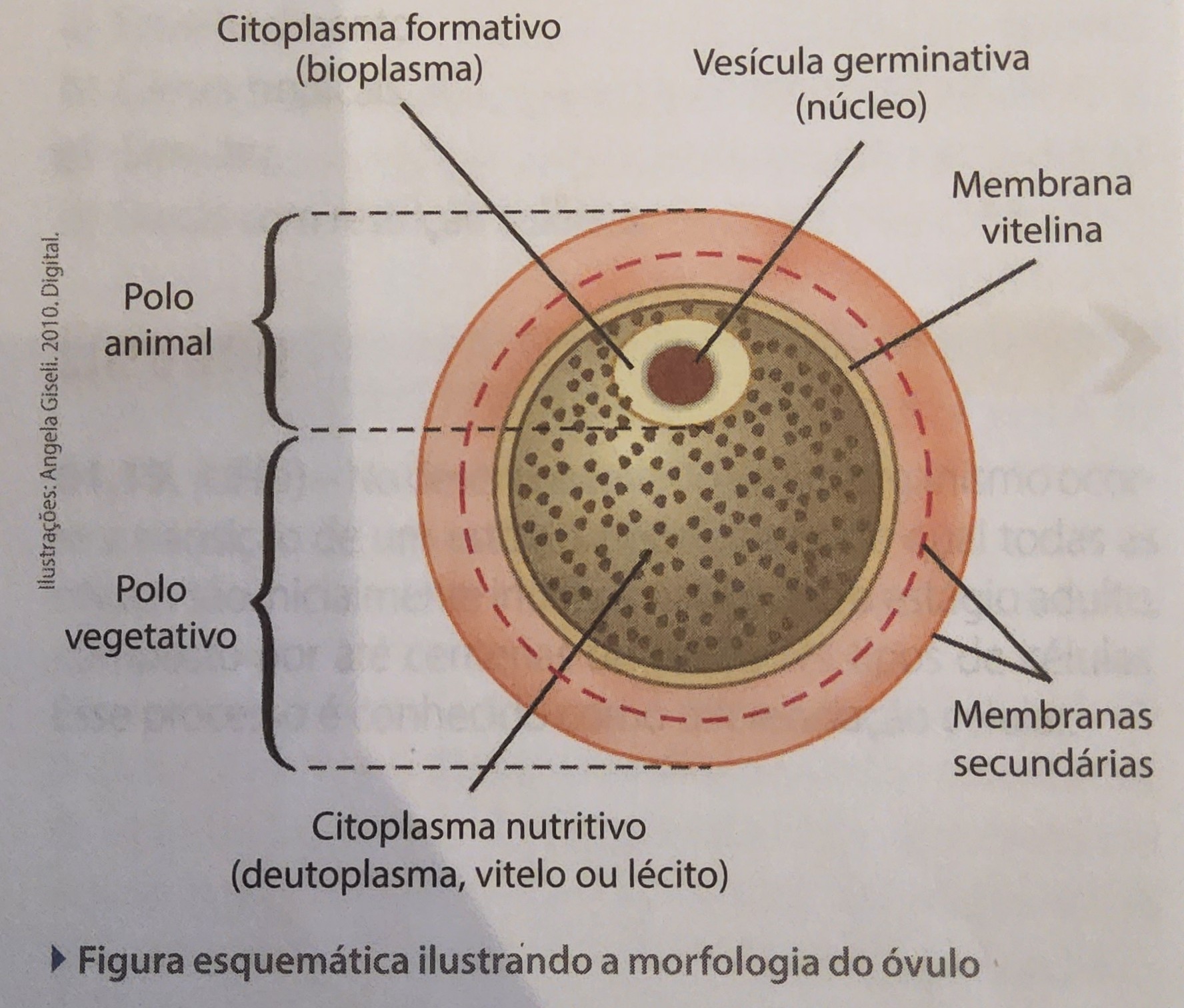* zona pelúcida - glicoproteínas que reconhecem o espermatozoide
* vitelo/lécito/deutoplasma
