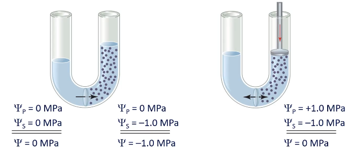 <p>Ψ = Ψ<sub>s</sub> + Ψ<sub>p</sub></p><p>Solute potential (Ψ<sub>s</sub>):</p><ul><li><p>as solutes added, the tendency to take up water increases, resulting in a decreased Ψ<sub>s</sub></p></li><li><p>Greater concentration of solutes = the lower the water potential</p></li><li><p>is usually negative</p></li></ul><p>Pressure potential (Ψ<sub>p</sub>):</p><ul><li><p>the greater the internal pressure, the higher the water potential</p></li><li><p>usually positive</p></li></ul><p></p>