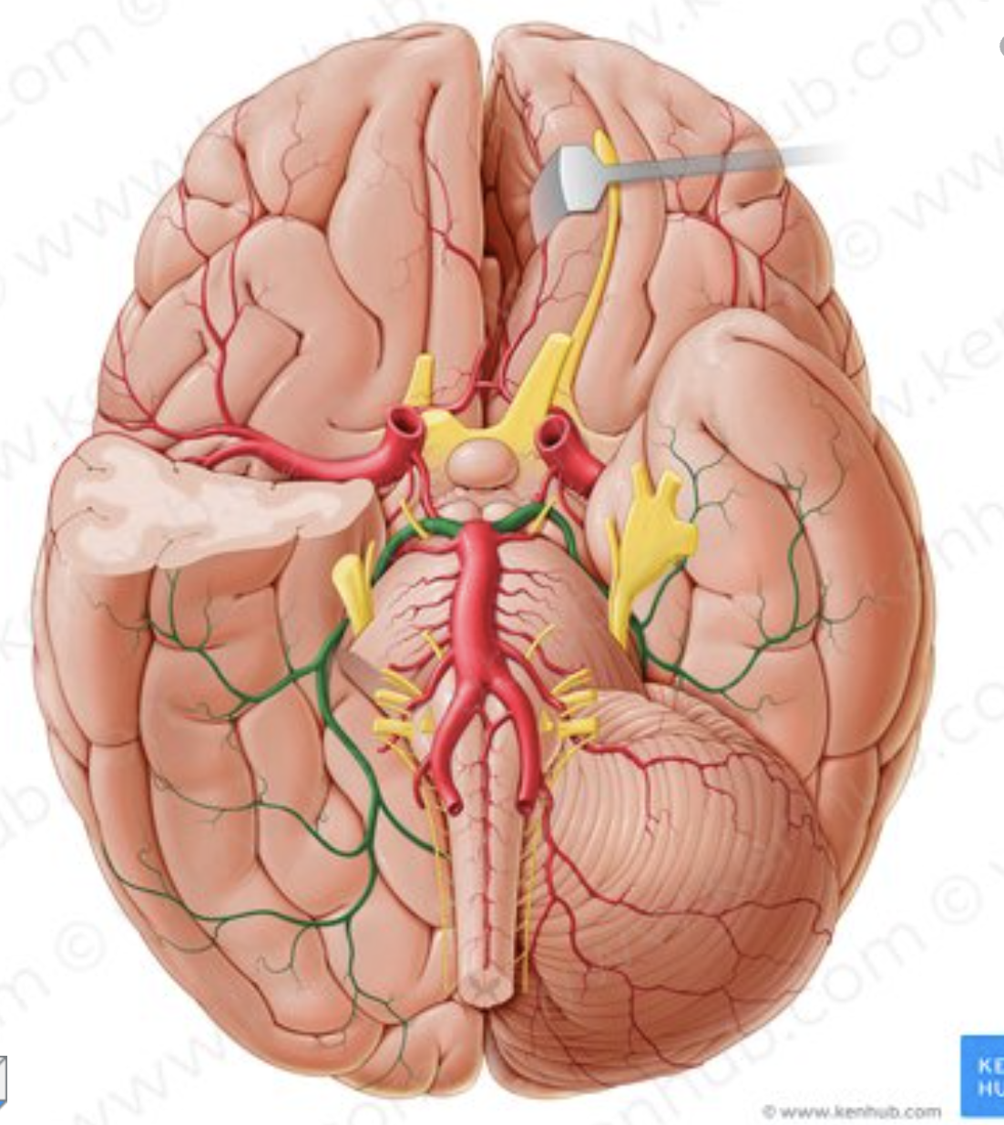 <p>What is the name of the artery in green?</p>