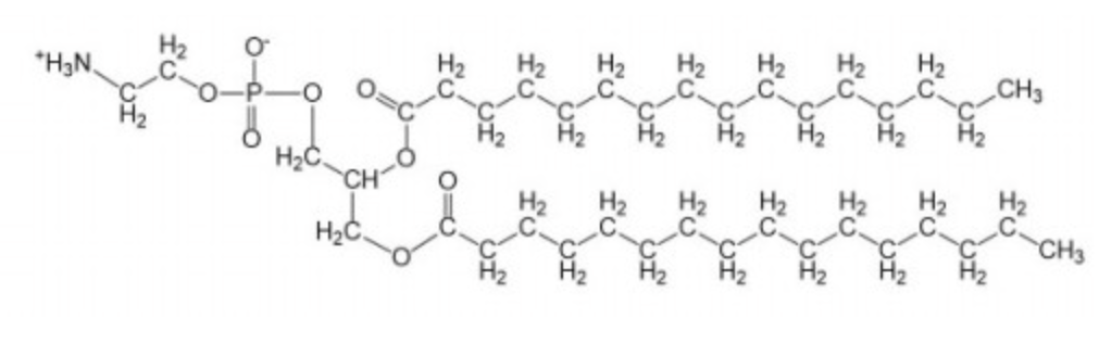 <p>uncharged at pH 7</p><p><span>most common lipid in the cell membrane of a red blood cell (erythrocyte)</span></p>