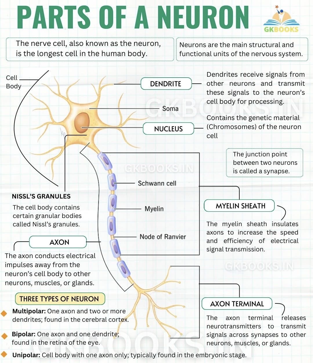 <p>Neural cells that transmit information, form the basis of the nervous system and are the building blocks of all behavior and mental processes </p>