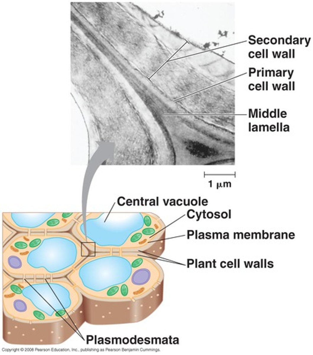 <p>middle lamella</p>