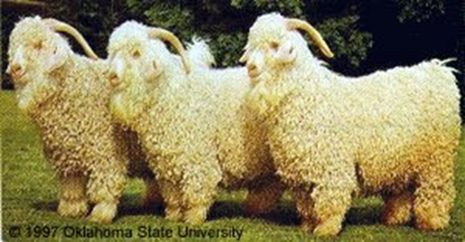<ul><li><p>usually sheared twice a year</p></li><li><p>both sexes are horned, bucks usually have a pronounced spiral to the horn, which comes back and away from the head</p></li></ul><p></p>