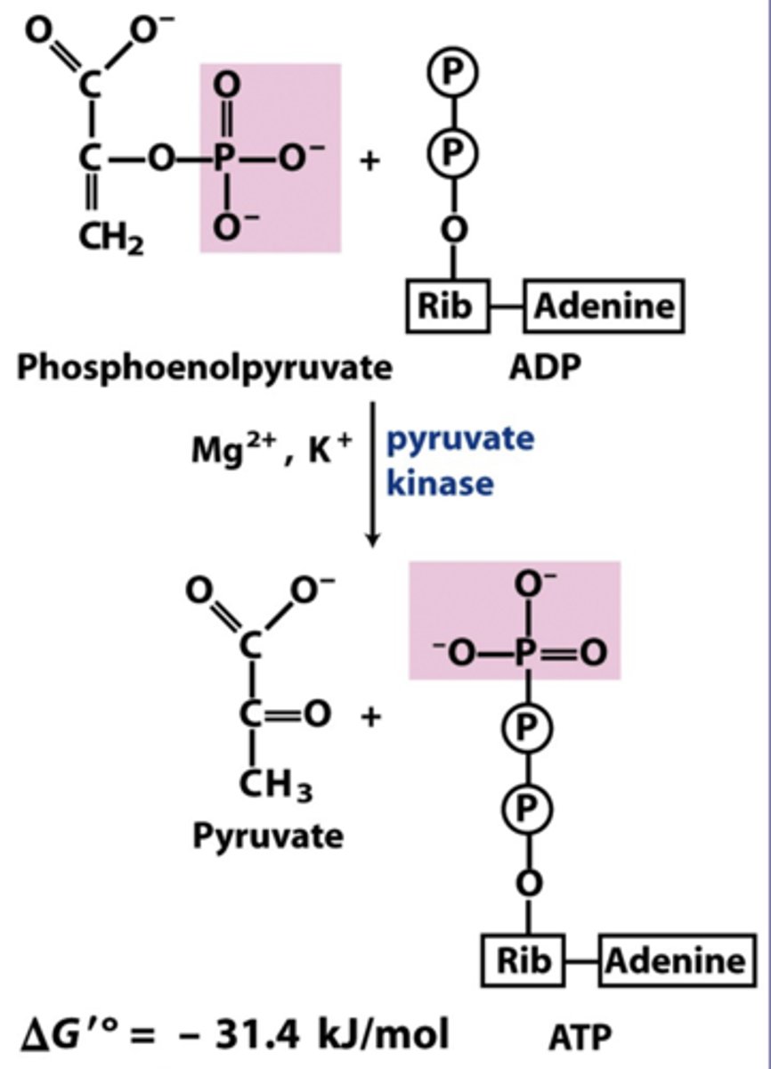 <p>reactant: phosphoenolpyruvate + ADP</p><p>enzyme: pyruvate kinase</p><p>product: pyruvate + ATP</p><p>- 2nd substrate-level, 2 ATP made phosphorylation</p><p>- requires Mg 2+ &amp; K+</p><p>- very large negative delta G</p>