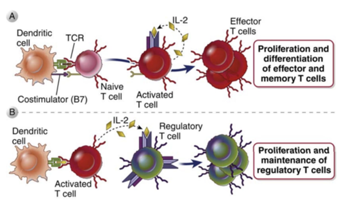 <p>- it is a <strong>growth</strong>, <strong>survival</strong>, and <strong>differentiation factor for T cells</strong></p><p>- plays a major role in the <strong>proliferation</strong> of <strong>antigen stimulated T cells</strong> and in the <strong>maintenance of functional regulatory T cells</strong></p>