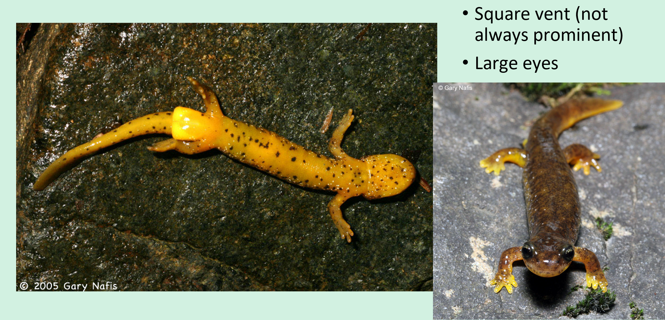 <ul><li><p><span>Southern torrent salamander. </span></p></li><li><p><span>Olive mottled with dusky above,</span><br><span>yellowish green below with black spots</span></p></li><li><p><span>large eyes, tiny body</span></p></li><li><p><span>square gland behind vent of males.</span></p></li></ul><p></p>