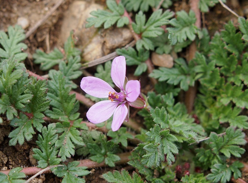 <p>Erodium cicutarium - Asteraceae</p>