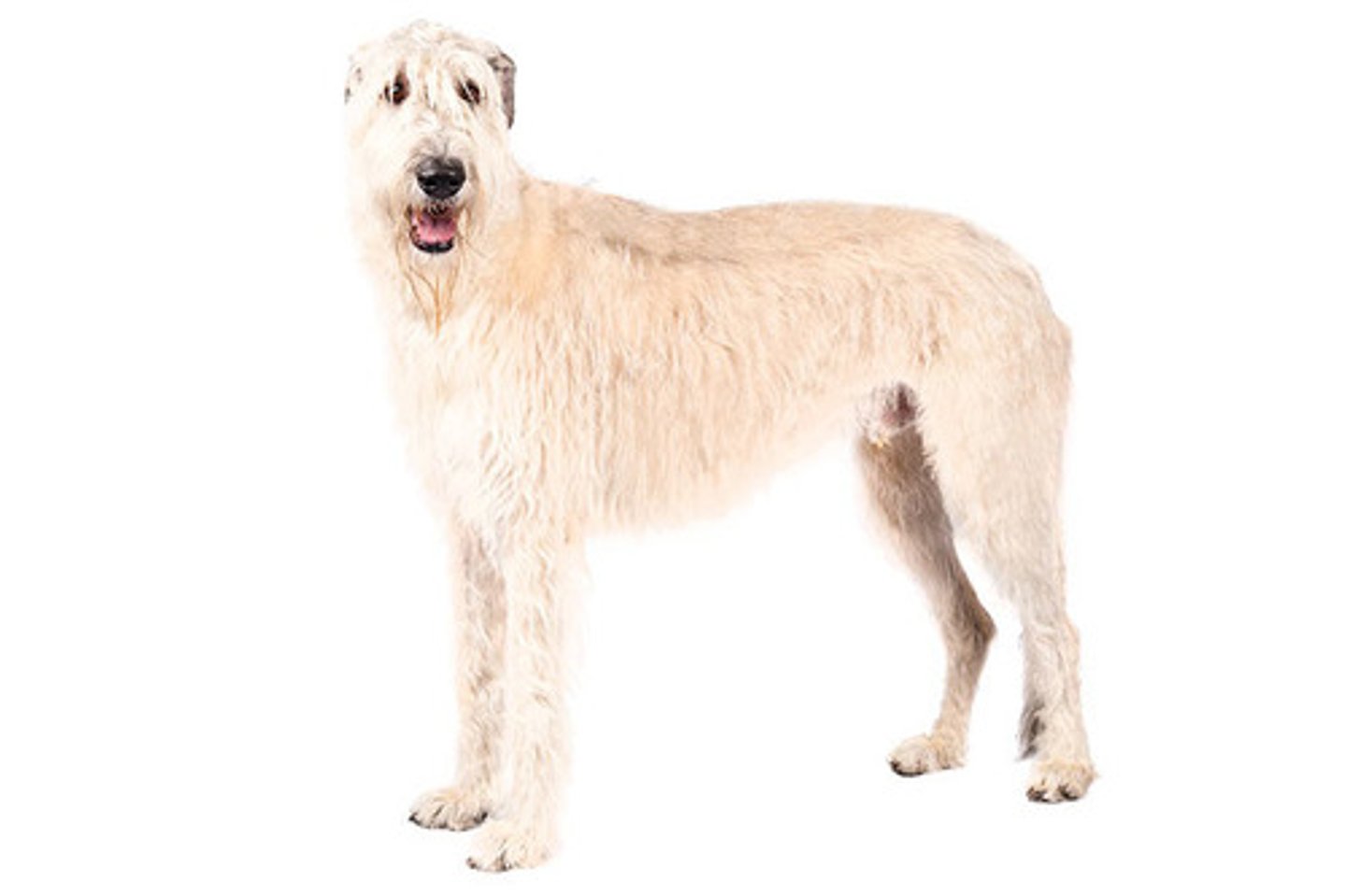 <p>Temperament:</p><p>Courageous, Dignified, Calm</p><p>AKC Breed Popularity: Ranks 73 of 194</p><p>Height: 32 inches minimum (male), 30 inches minimum (female)</p><p>Weight: 120 pounds (male), 105 pounds (female)</p><p>Life Expectancy: 6-8 years</p><p>Group: Hound Group</p>