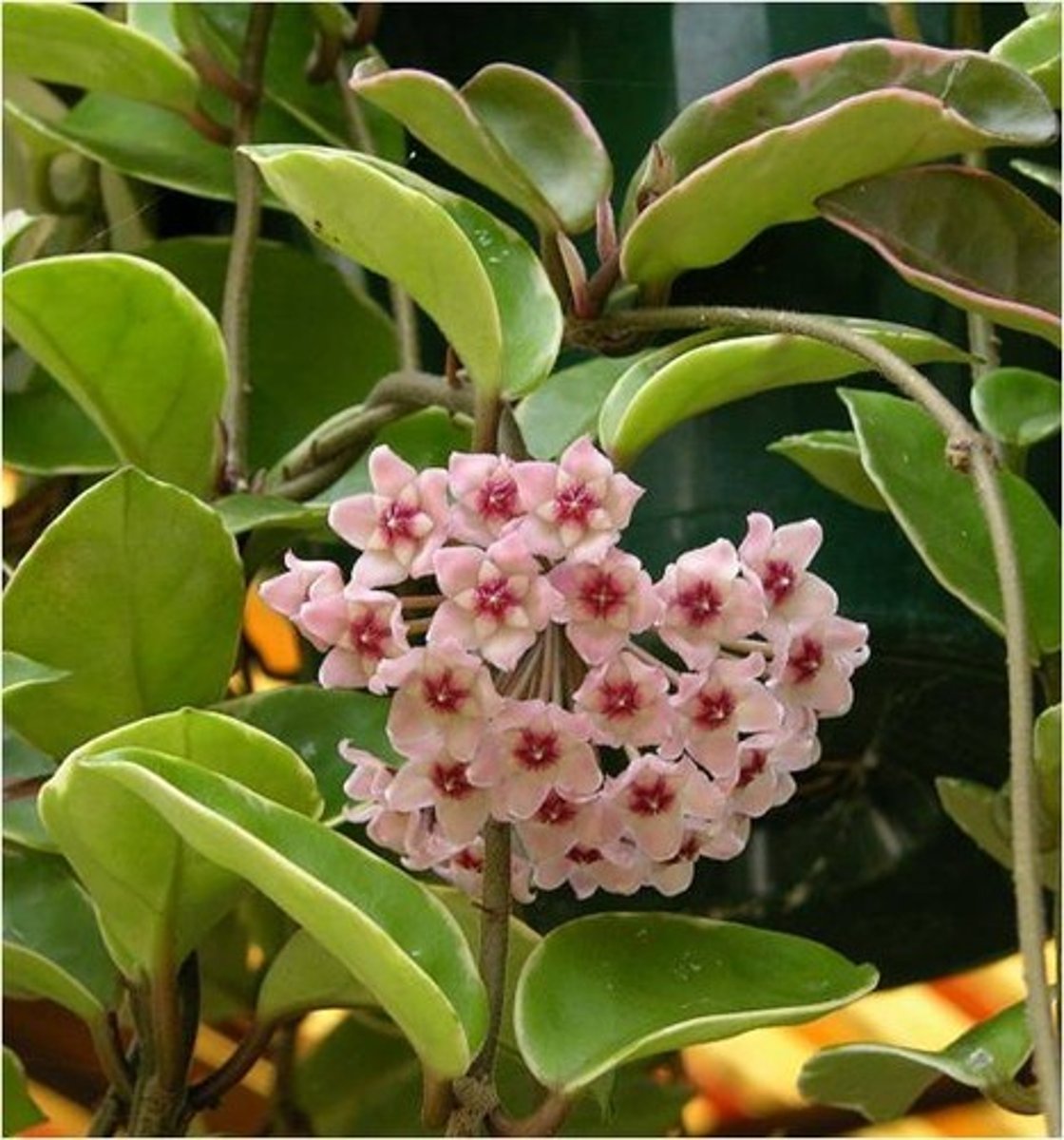 <p>Hoya carnosa</p>