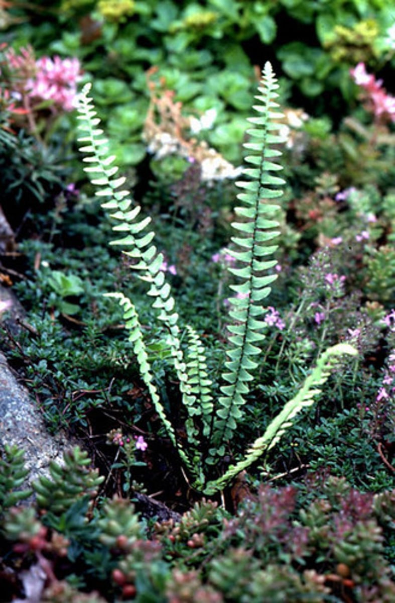 <p>ebony spleenwort<br>-pinnate<br>-basal leaves<br>-grows based on stress</p>