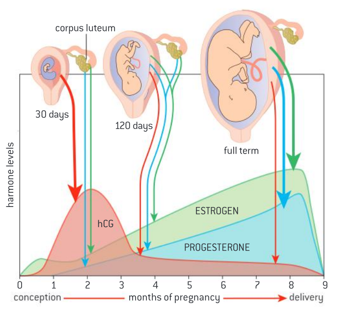Explain the drop in hCG after 2 months