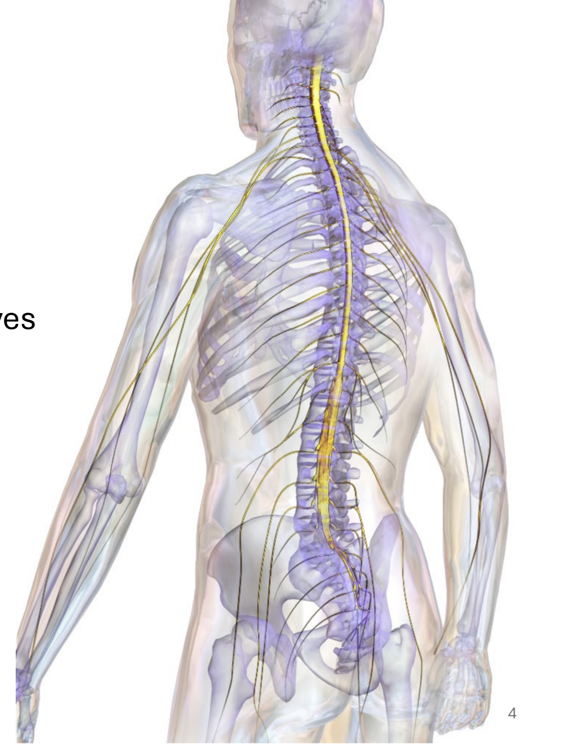 <ul><li><p>links peripheral body to brain</p></li><li><p>distributes impulses along peripheral nerves</p></li><li><p>carries sensory and motor impulses</p></li><li><p>location: enclosed by vertebrae in the vertebral canal</p></li></ul><p></p>
