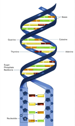 <p>consists of two polynucleotides</p><p>forms a double helix</p><p>strands are antiparallel( 2 strands of its double helix run in opposite directions, one in 5’ to 3’ direction and the other in the 3’ to 5’ direction)</p><p>strands are antiparallel for the sugar phosphate backbone to form a stable structure and have proper DNA replication and transcription</p><p>held together by hydrogen bonds between bases</p><p>cytosine binds to guanine (C to G) with 3 hydrogen bonds</p><p>adenine binds to thymine (A to T) with 2 hydrogen bonds</p><p>the backbone is the sugar phosphate backbone</p><p>sugar is deoxyribose</p><p>more stable than RNA</p><p>double stranded</p><p>function is to store long term genetic info</p><p>found in the nucleus of a cell</p>