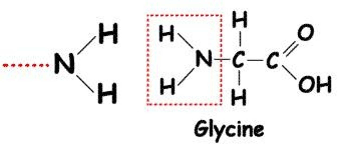 <p>Amino (-NH2) groups act as bases and are found in amino acids.</p>