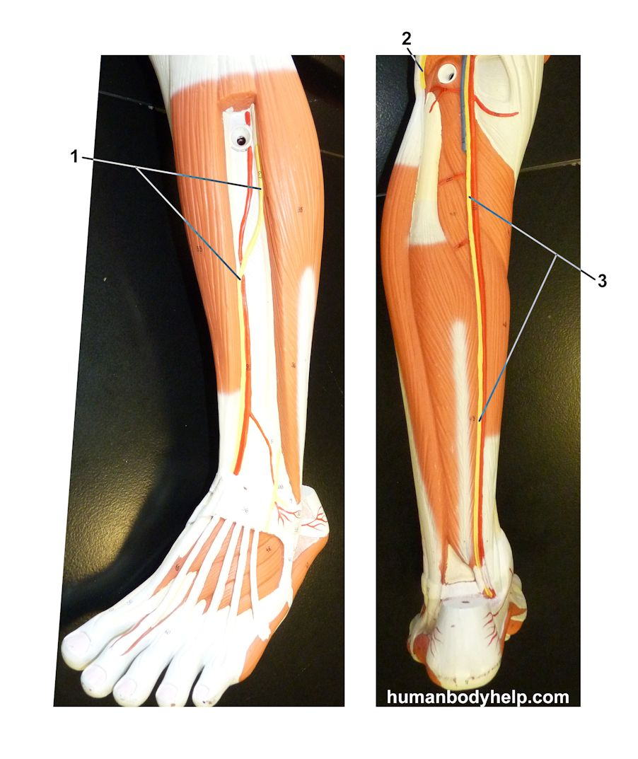 <p>What nerves are labeled by #1 and #3?</p>