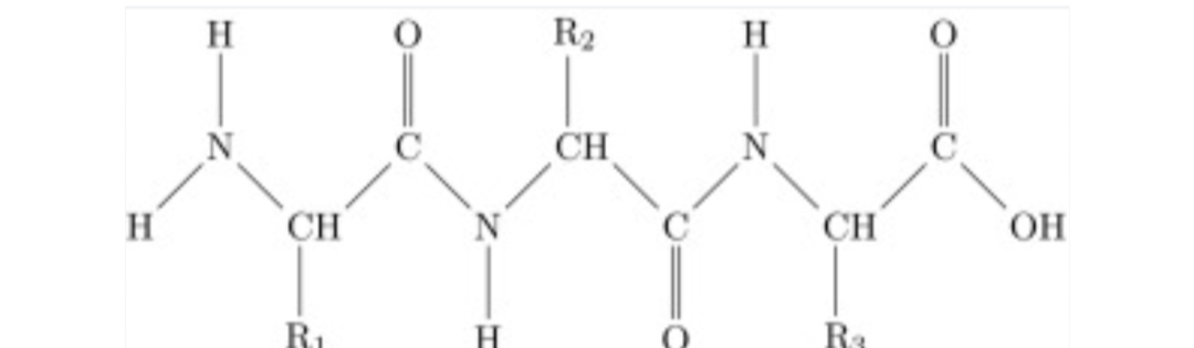 <p>Circle the peptide linkage(s)</p>