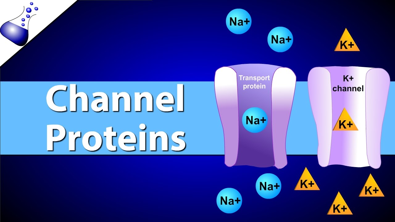 <p>channel for small nonpolar molecules to go through</p><ul><li><p>specific for one type of ion/molecule</p></li><li><p>ex. aquaporins for water, ion channels (either open 24/7 or gated) for ions</p></li></ul><p></p>