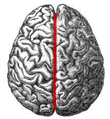 <p>longitudinal fissure</p>