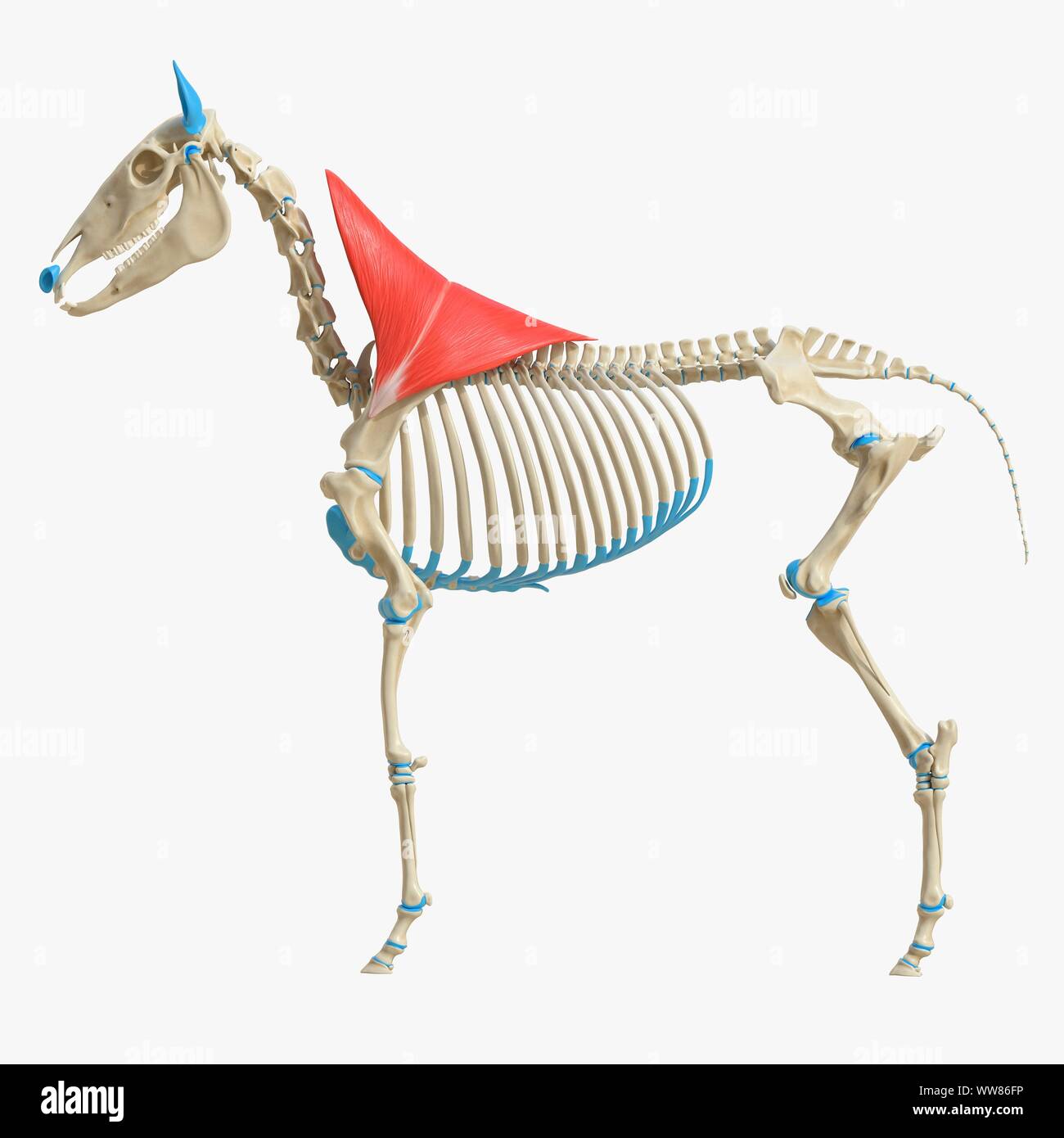 trapezius