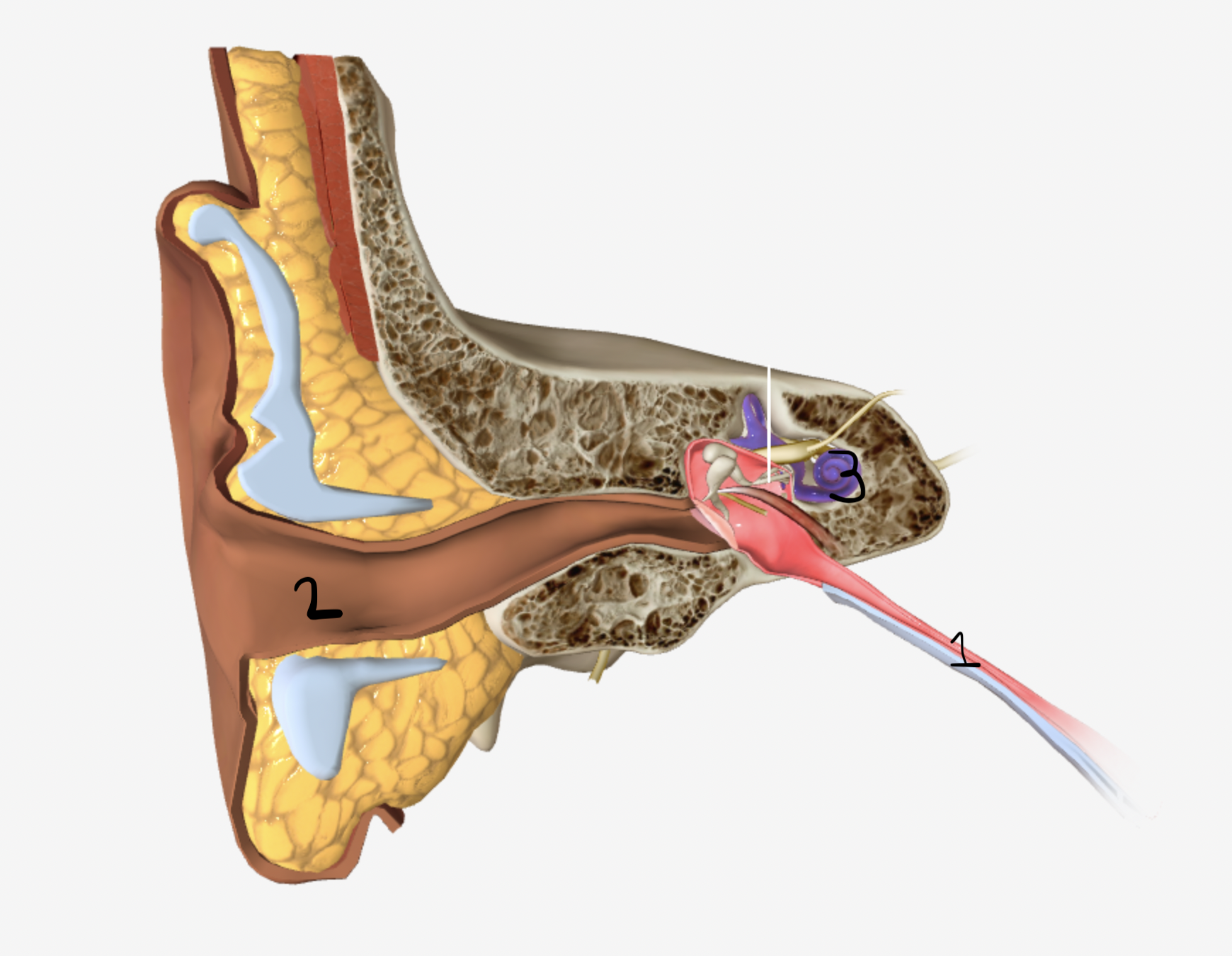 <p>which part of the ear is shown by #3</p>