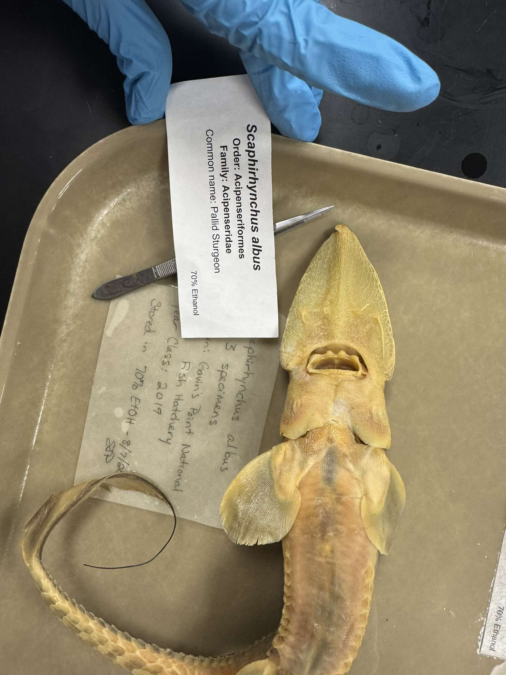 <p>Scaphirhynchus albus</p>