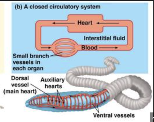 <ul><li><p>closed system hearts pump blood strongly</p></li><li><p>blood remains in blood vessels at all times</p></li><li><p>nutrients in blood diffuse into the extracellular fluid where they are diffused into the cells</p></li></ul>