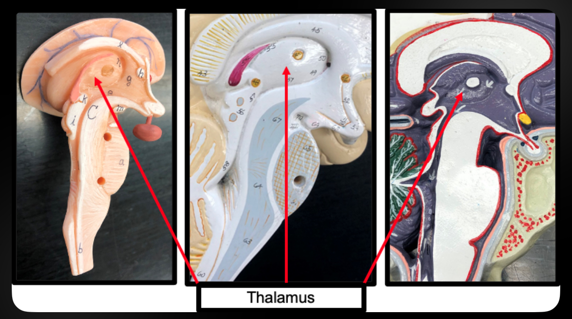 <p>Thalamus</p>