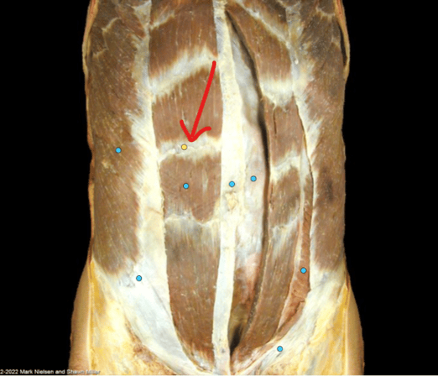 knowt flashcard image