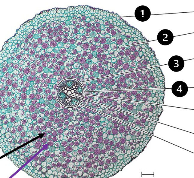 <ol><li><p>epidermis</p></li><li><p>cortex</p></li><li><p>endodermis</p></li><li><p>vascular cylinder</p></li></ol><p>parenchyma (black arrow)</p>