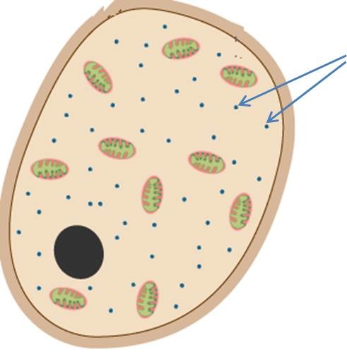 Where protein synthesis occurs.
