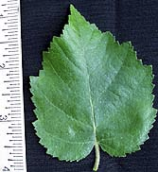 <p>small cone catkins</p>