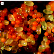 <p><span style="color: rgb(8, 8, 8);"><span>Saprobric fungus Fibularhizoctonia (Atheliales) forms sclerotia that grow in nests of termites (genus Reticulitermes).</span></span><span style="color: rgb(8, 8, 8);"><br></span><span style="color: rgb(8, 8, 8);"><span>• The fungus uses physical and chemical camouflage to trick the termites into stacking the sclerotia with their eggs</span></span><span style="color: rgb(8, 8, 8);"><br></span><span style="color: rgb(8, 8, 8);"><span>• Association may benefit termite eggs (antibacterial, antifungal?) as higher survival observed when eggs were stacked with sclerotia. However, fungus causes termites to spend energy tending sclerotia instead of eggs (& sometimes the fungus eats the eggs!)</span></span><span style="color: rgb(8, 8, 8);"><br></span><span style="color: rgb(8, 8, 8);"><span>• The fungus benefits from competition-free environment</span></span></p>