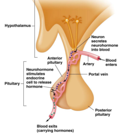 <p>the <mark data-color="blue">anterior pituitary receives blood with neurohormones</mark> from the hypothalamus via the <mark data-color="yellow">hypothalamic-pituitary portal system</mark>, and then the <mark data-color="blue">anterior pituitary releases tropic hormones</mark> to the target cells</p>