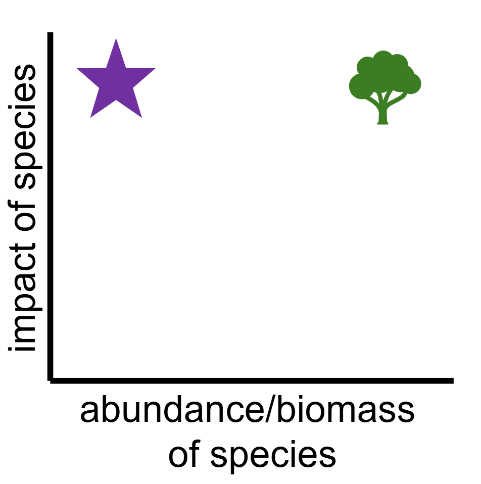 <ul><li><p><span>The total mass of living organisms in a specific area</span></p></li><li><p><span>Foundational Species (High Biomass + High Impact!)</span></p></li><li><p><span>Keystone Species (Low Biomass + High Impact!)</span></p></li></ul><p></p>